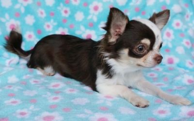 Lovely xmas chihuahua puppies ready for rehoming