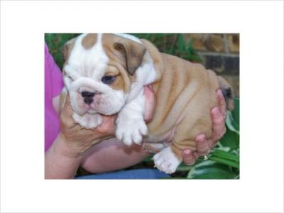 Englidh Bull dog puppy for adoption