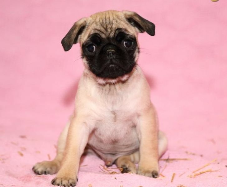 Magnificent Pug Puppies Males and Females available