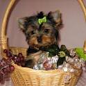 cute and Amazing teacup yorkie puppies for free adoption
