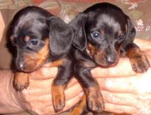 Lovely Dachshund puppies ready to move into a new home