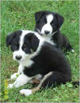 very Beautiful border collie puppies For New Homes