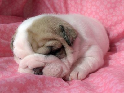 delightful and playful male and female english bulldog puppies for caring homes