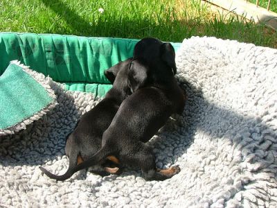 Adorable Dachshund Puppies Ready For Your Lovely Homes.