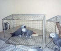Beautiful ,African Grey Parrots for Adoption