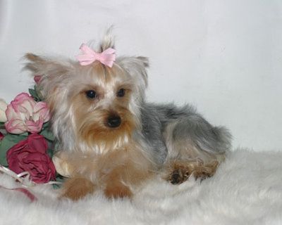 Yorkshire Terrier