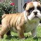 These babies will make a wonderful English bull dogs puppies addition to your home