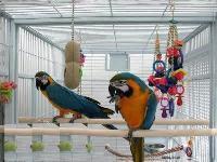  Gorgeous Pair of Blue and Gold Macaw Parrots,