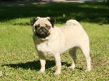 beautiful pug puppy for sale