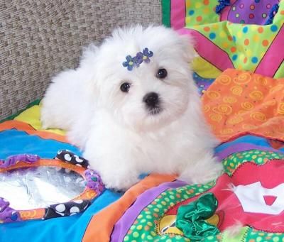 Lovely  Male And Female Maltese Puppies For Free Adoption