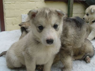 Adorable Siberian husky pups ready for you.