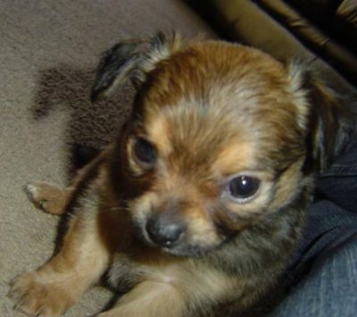 Long hair female chihuahua