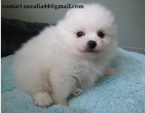 Pomeranian puppies available now