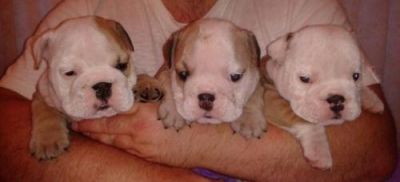 English Bulldog Puppies Ready Now, Male, 1-3 months,for sale