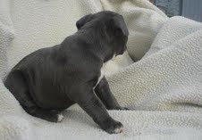 home raised pit bull puppies