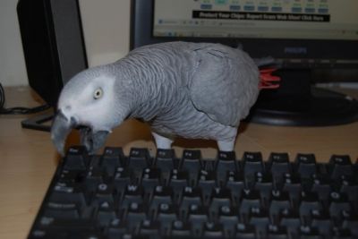 Spectacular example of a well socialized african grey