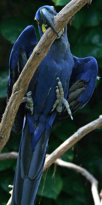 Free Pair Of Hyacinth Macaw Parrots For Free