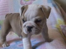 We are giving our baby English bulldog puppies For Adoption