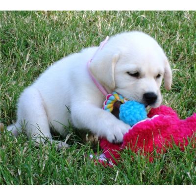 KC registered Labrador puppies for adoption. 