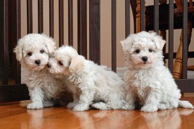 bichon frise puppies for re homing
