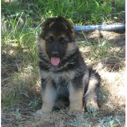 cute german sheperd puppies for adoption