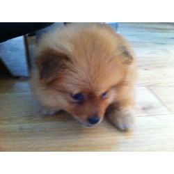 pomerania puppies for sale