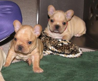 Cute French bulldog puppies for a caring home