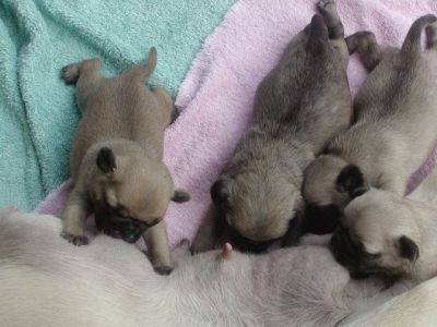 pug puppies for sale