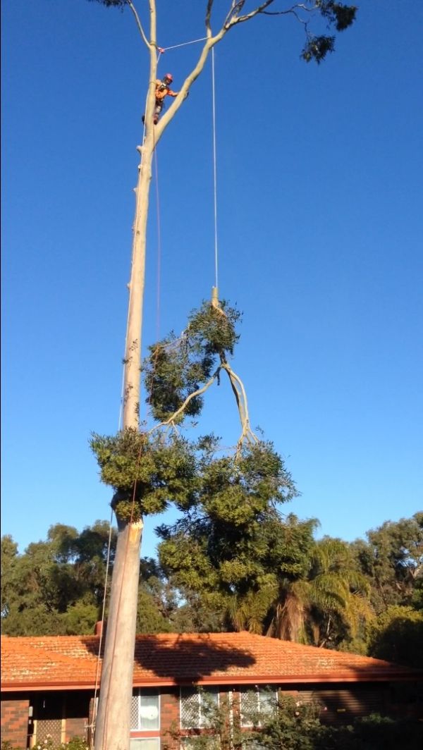 Arbor North Tree Services