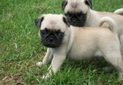 outstanding male and female pug puppies for adoption