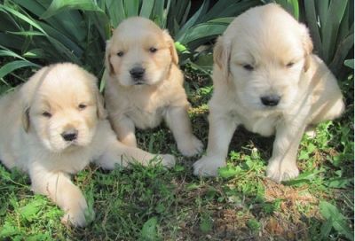 Golden Retriever Puppies For Sale