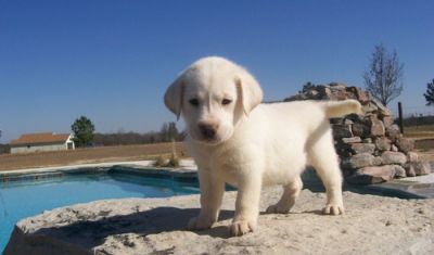 Chocolate Labrador Retrievers