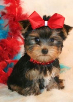 Yorkshire puppies for caring homes