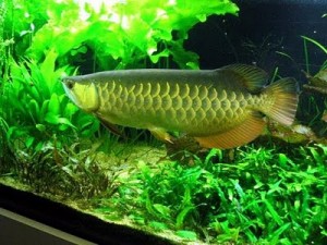 Beauty Asian fish farm and store supply Arowana fishes worldwide