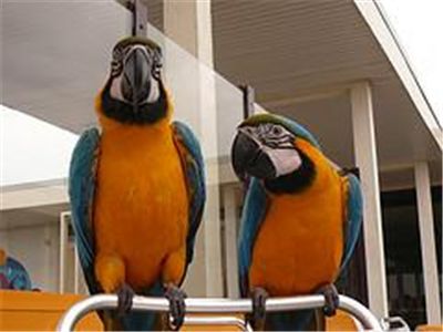 Macaw parrots for sale
