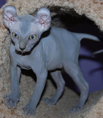 Beautiful & Healthy Sphynx Kittens For Good Homes