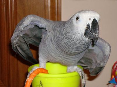African Gray parrots for Adoption