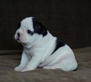 Affectionate bulldog puppies for adoption