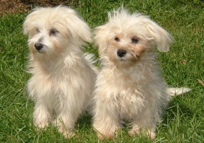 Sweet Spunky Teacup Maltese puppies for free adoption