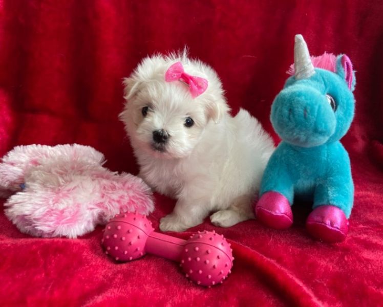 Cute maltese puppy for sell