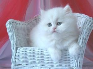  Exquisite Teacup Persian Kitten for Adoption
