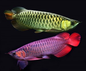Asian red ,Chili red , super red arowanas available for sale