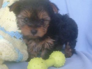 lovely yorkies for you