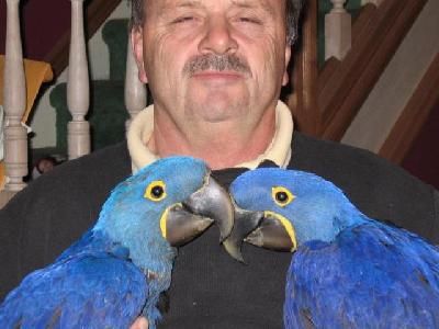 Free Pair Of Hyacinth Macaw Parrots For Free3444