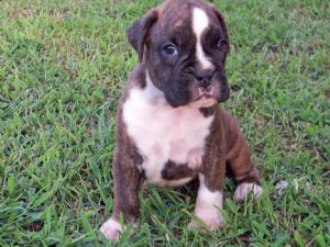 Boxer puppies for sale