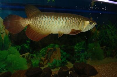 Arowana Fishes Of Different Kind And Sizes Now Ready.