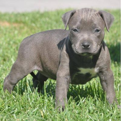 Blue Nose American Pups