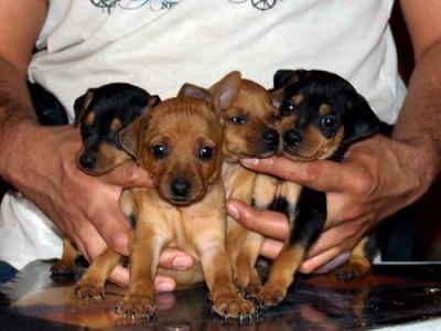 Nice looking Doberman pinscher puppies,