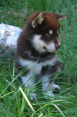 Home Raised Alaskan Malamute puppies