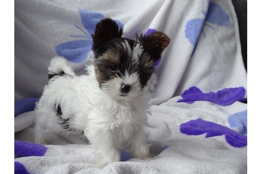 Special Teacup Yorkies